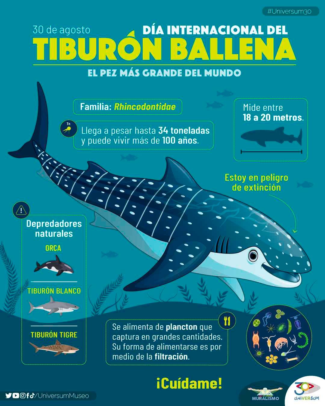 Día Internacional del Tiburón Ballena. Universum